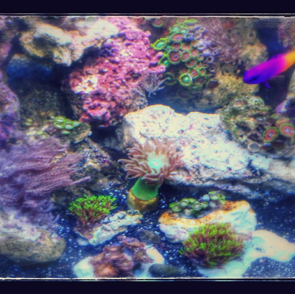 Meet your Posher, Ken